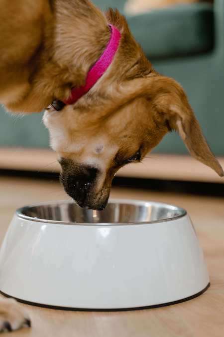 What dog food is best for dogs who have allergies