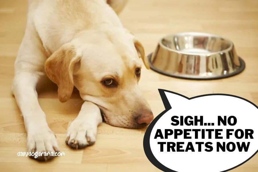 Why Is My Puppy Not Eating Much and Sleeping a Lot? - Dog Care Tips and