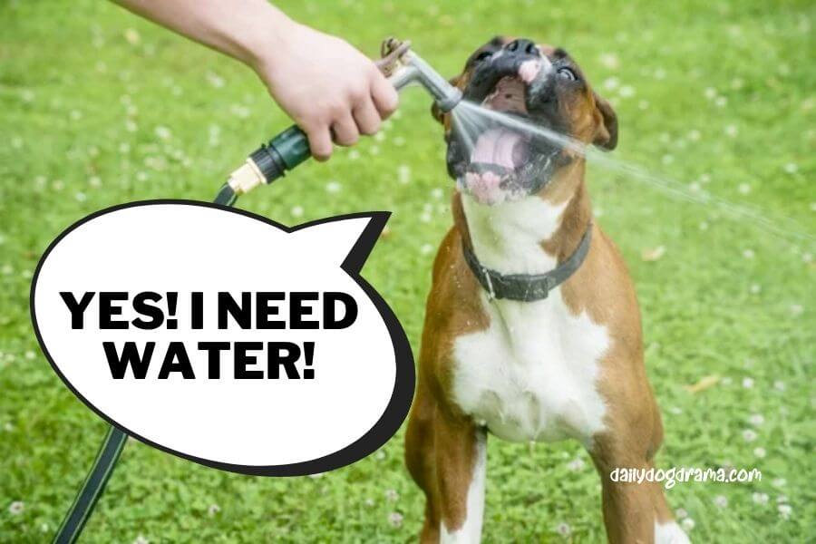 Why Does My Boxer Have Dry Mouth?