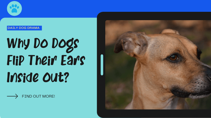 Why Do Dogs Flip Their Ears Inside Out featured image