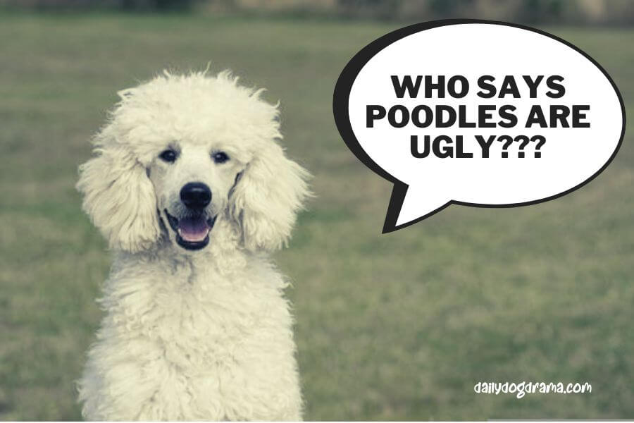 Why do people think that poodles are ugly