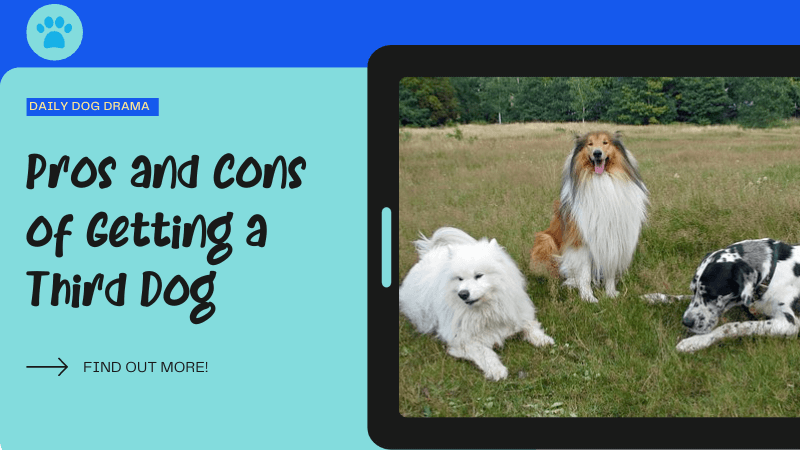 Pros and Cons of Getting a Third Dog featured image