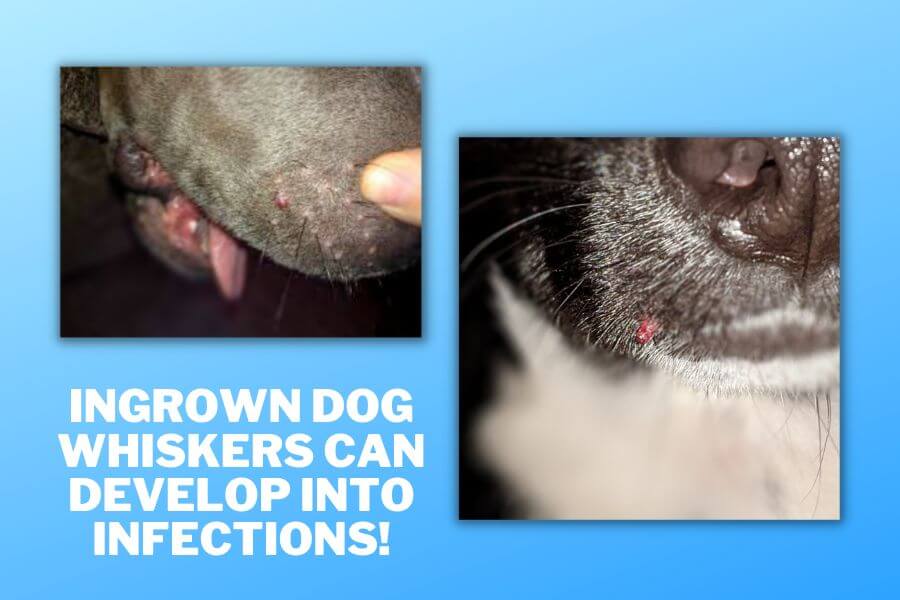 What Causes Ingrown Dog Whiskers?