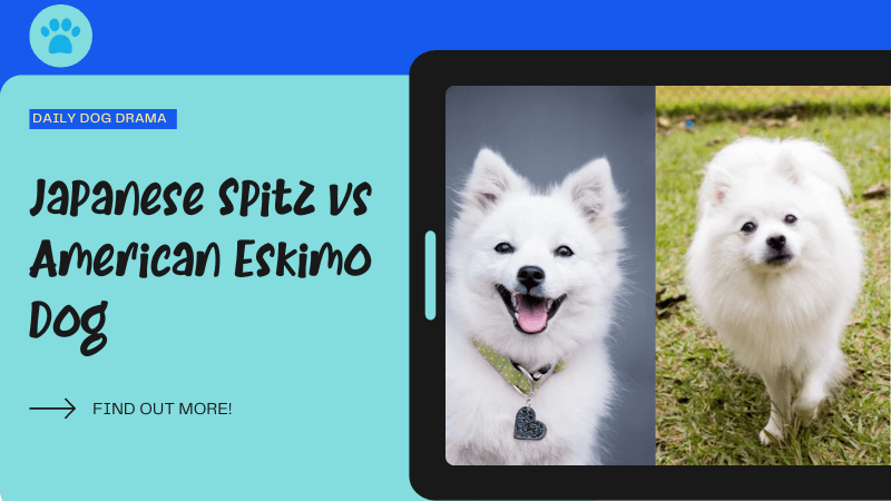 Japanese Spitz vs American Eskimo Dog featured image