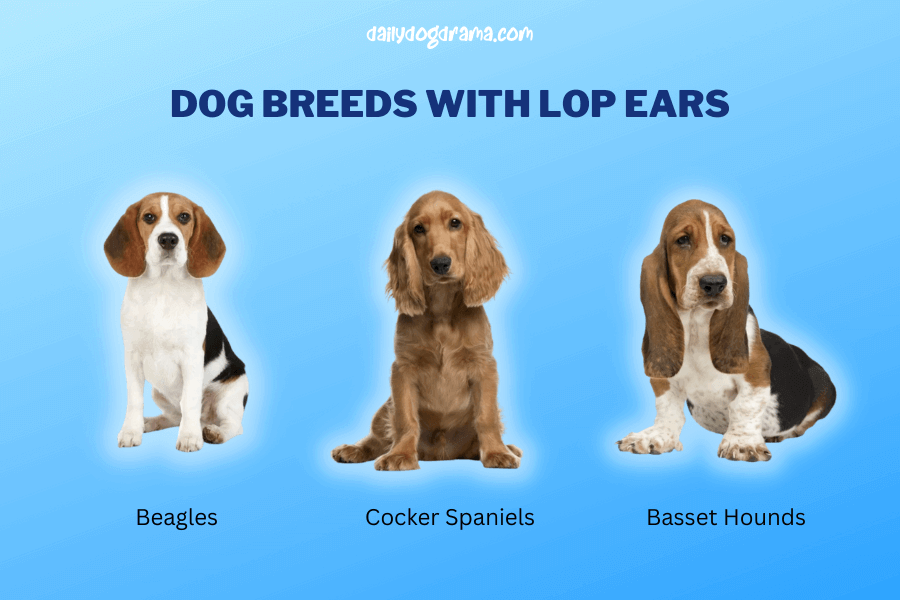Dog Breeds With Lop Ears