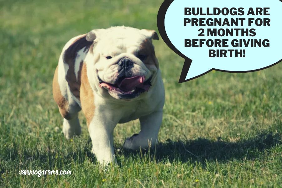 How Long is an English Bulldog Pregnant for?