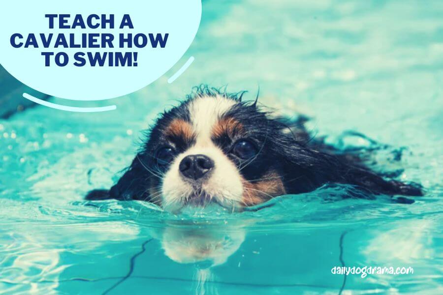 How To Teach Your Cavalier King Charles Spaniels To Swim?