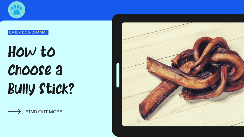 How to Choose a Bully Stick featured image