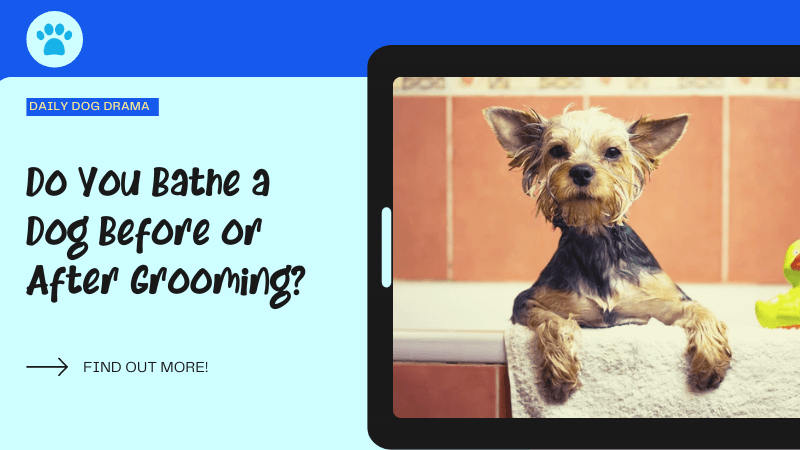 Do You Bathe a Dog Before or After Grooming featured image