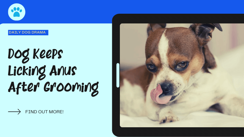 Dog Keeps Licking Anus After Grooming featured image