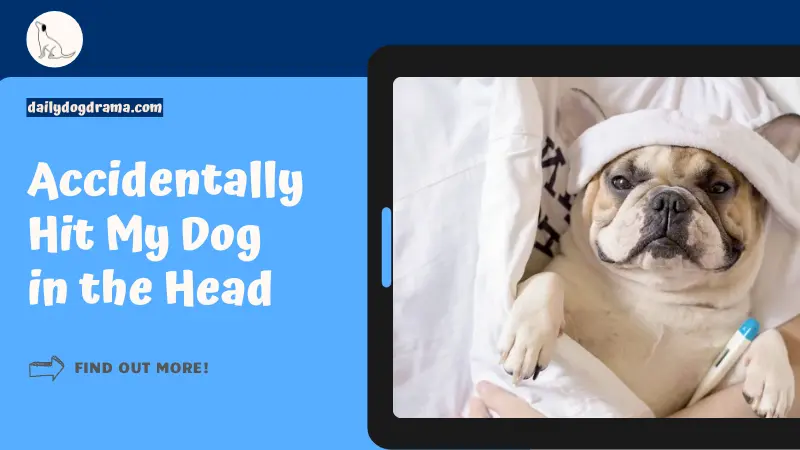 Accidentally Hit My Dog in the Head featured image