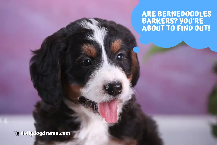 Are Bernedoodles Barkers?