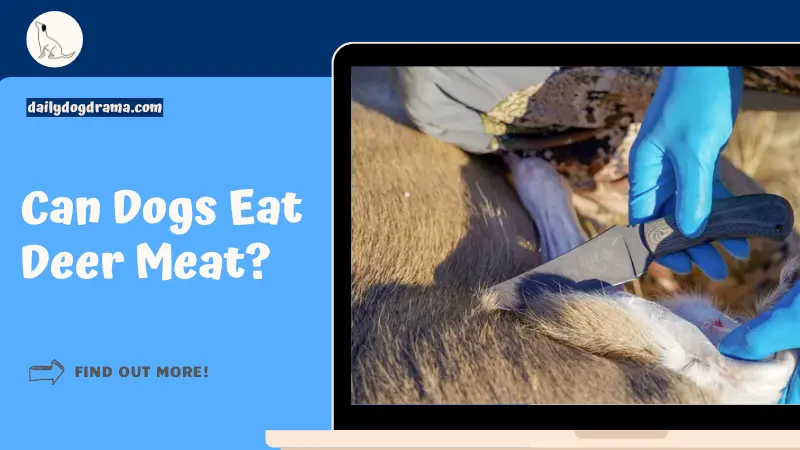 Can Dogs Eat Deer Meat featured image