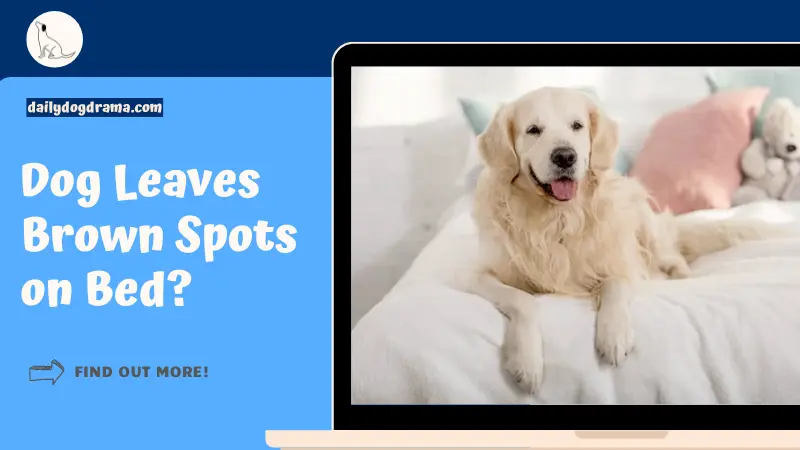 Dog Leaves Brown Spots on Bed featured image
