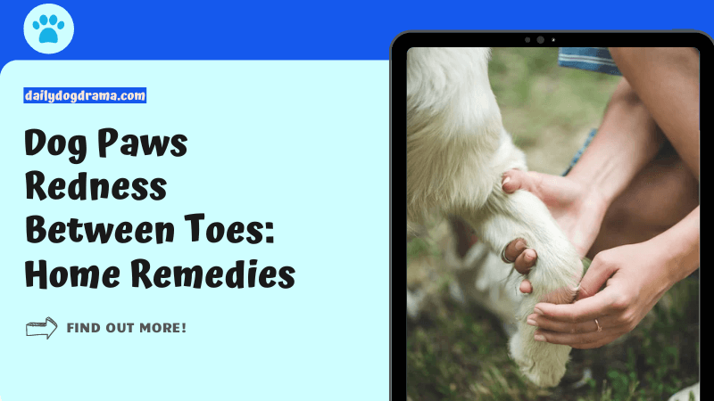 Dog Paws Redness Between Toes Home Remedies featured image