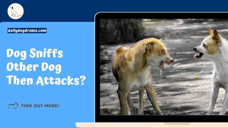 Dog Sniffs Other Dog Then Attacks featured image