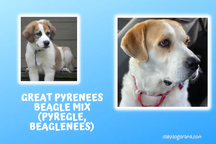 Great Pyrenees Beagle Mix Pyregle Beaglenees