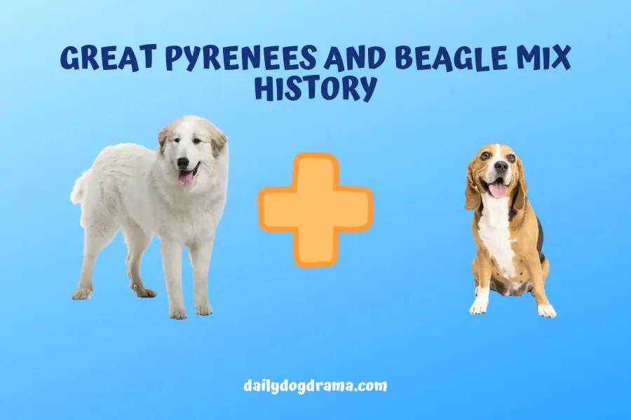 Great Pyrenees and Beagle Mix History