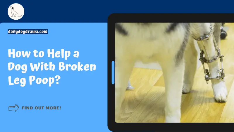 How to Help a Dog With Broken Leg Poop featured image