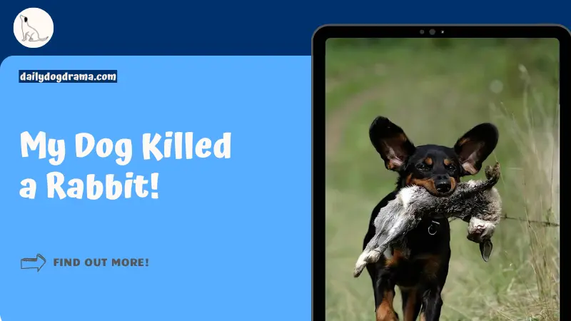 My Dog Killed a Rabbit featured image