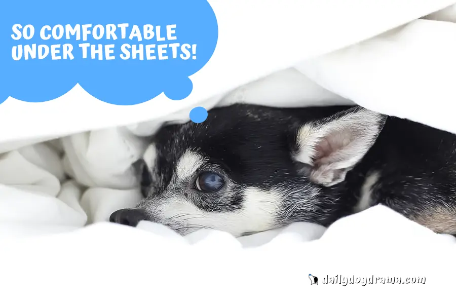 Reasons Why Chihuahuas Burrow Under Covers