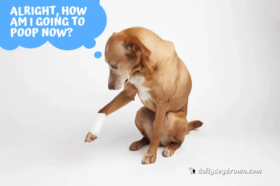 Ways to Help the Dog With Broken Leg Poop