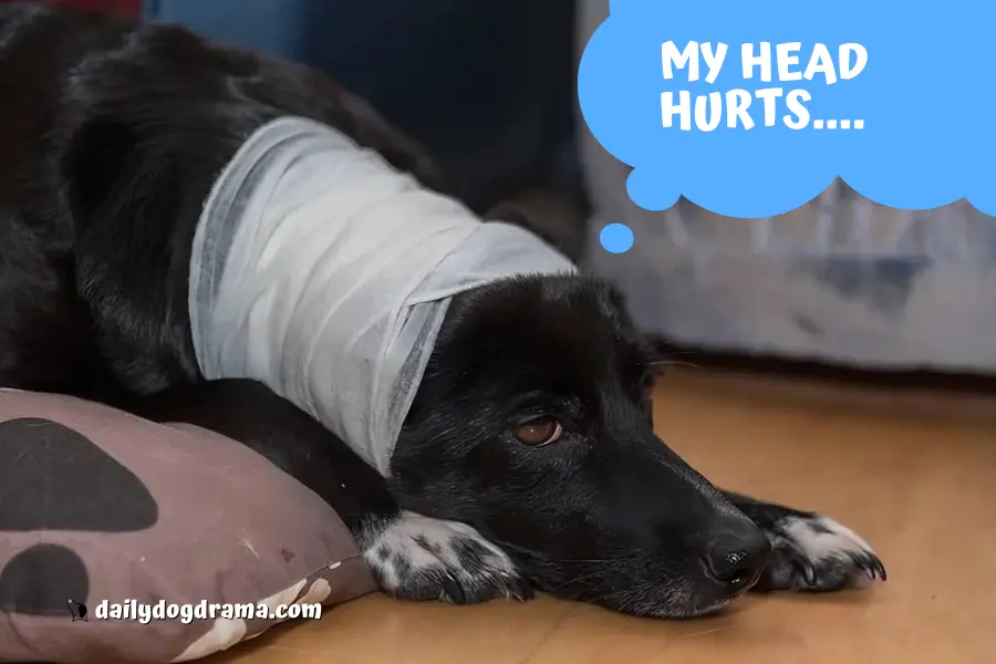 What Are the Different Types of Dog Head Injuries