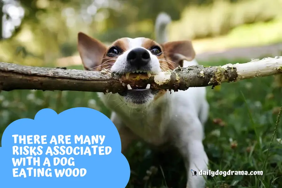 What Are the Risks Associated With a dog Eating Wood