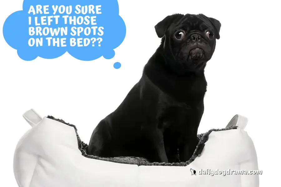 What Causes Your Dog to Leave Brown Spots on the Bed?