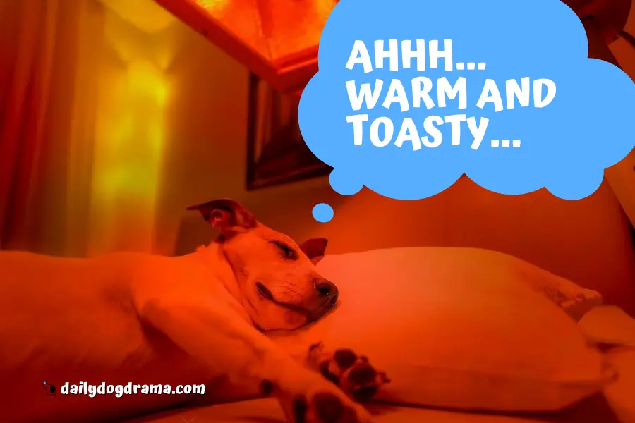 What are Heat Lamps for Dogs