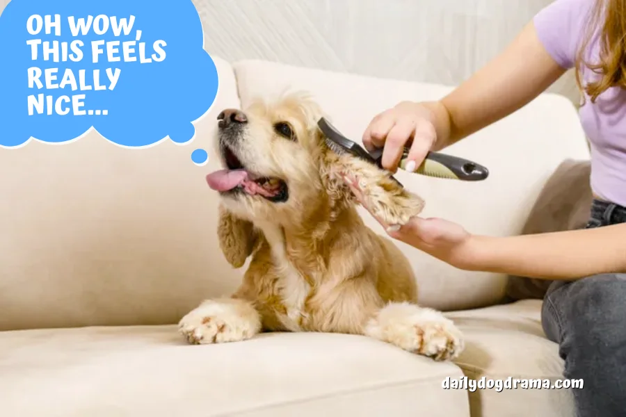 What is Ear Plucking for Dogs?