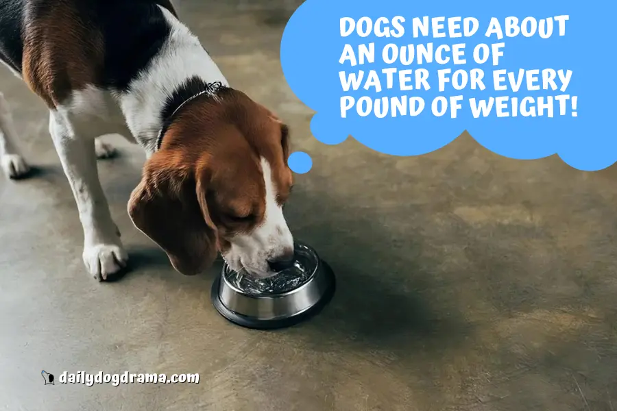 What is the Normal Water Intake for a Dog?