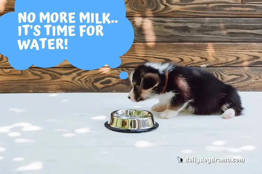When can puppies start drinking water?