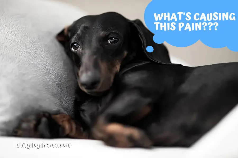 When to Be Concerned About White Bumps on Your Dog's Paw Pads?