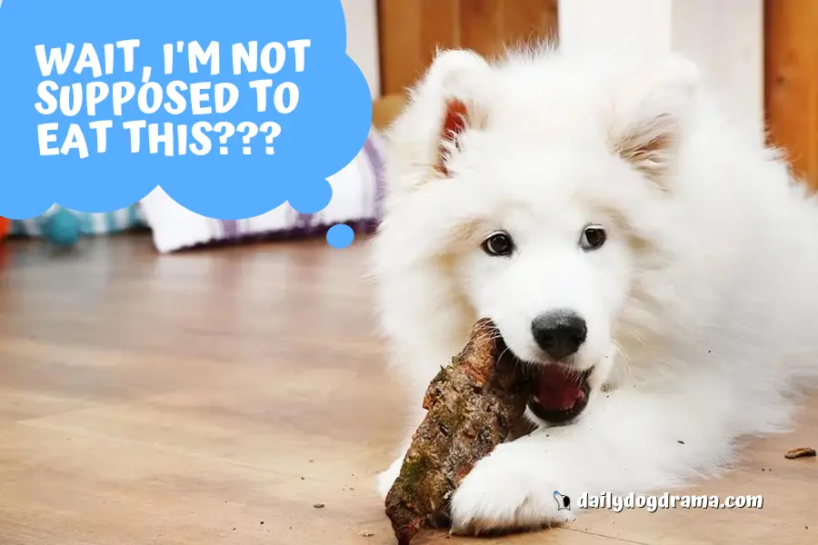 Why Did My Dog Eat Wood