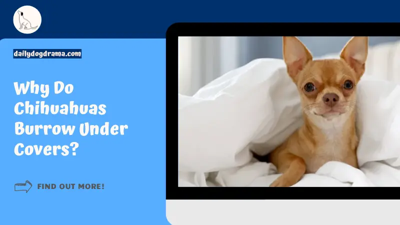 Why Do Chihuahuas Burrow Under Covers featured image