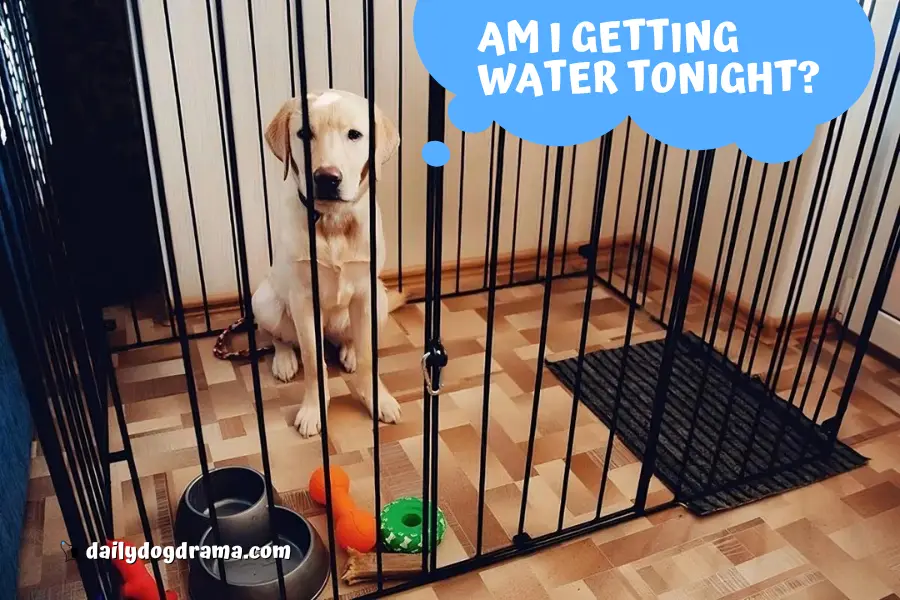 Why Do Some Owners Withhold Water From Their Dogs at Night