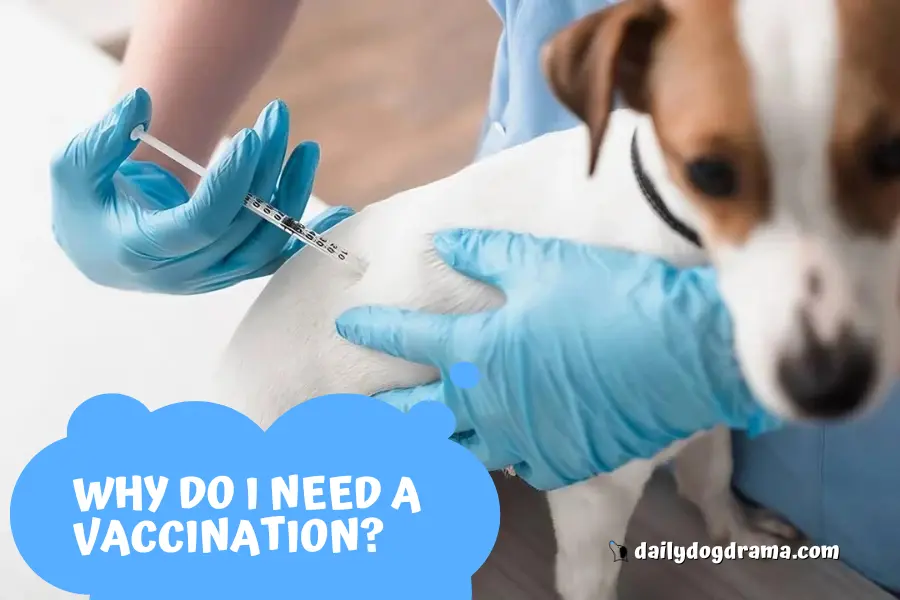 Why Should You Vaccinate Your Dog?