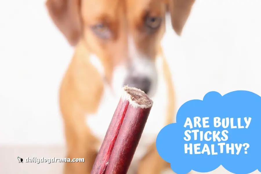 are bully sticks healthy