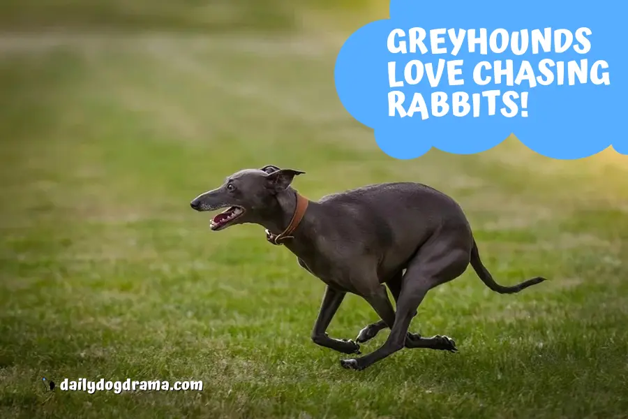 greyhounds-love-chasing-rabbits