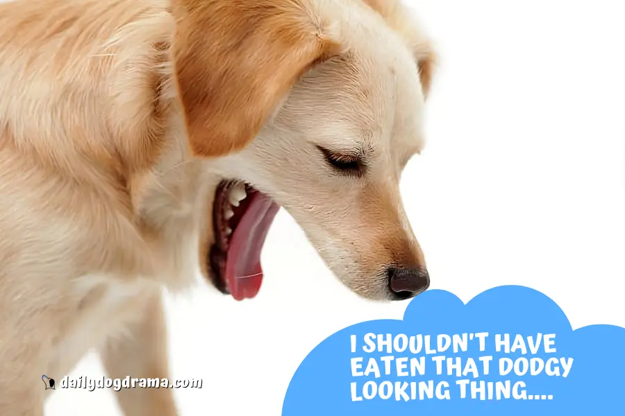 ingesting something wrong is a common dog injury