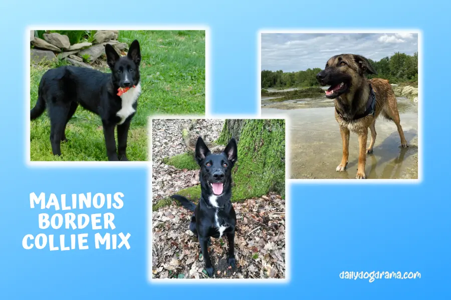 what is malinois border collie mix