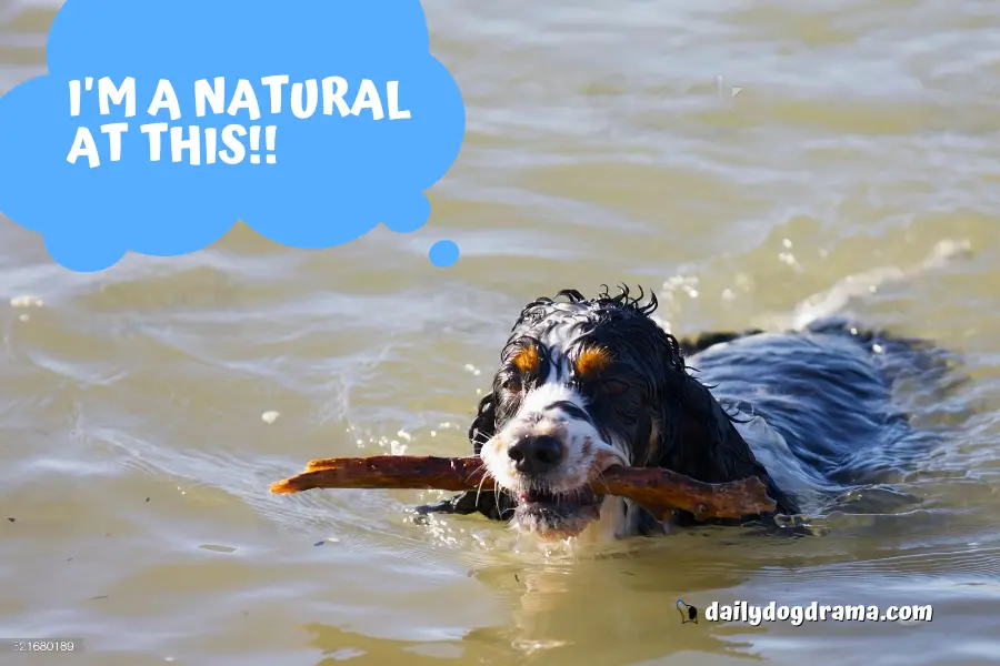 Are Bernedoodles Natural Swimmers