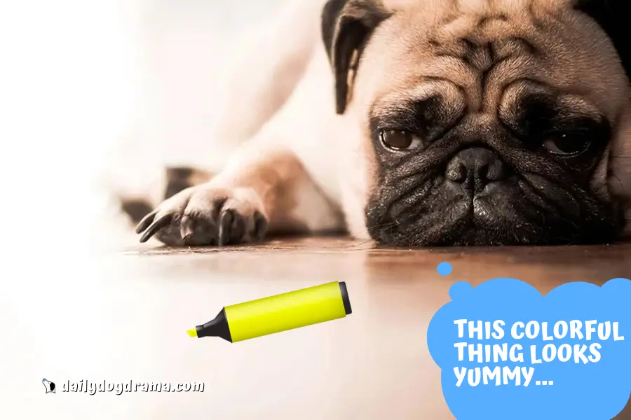 Are Highlighters Toxic to Dogs
