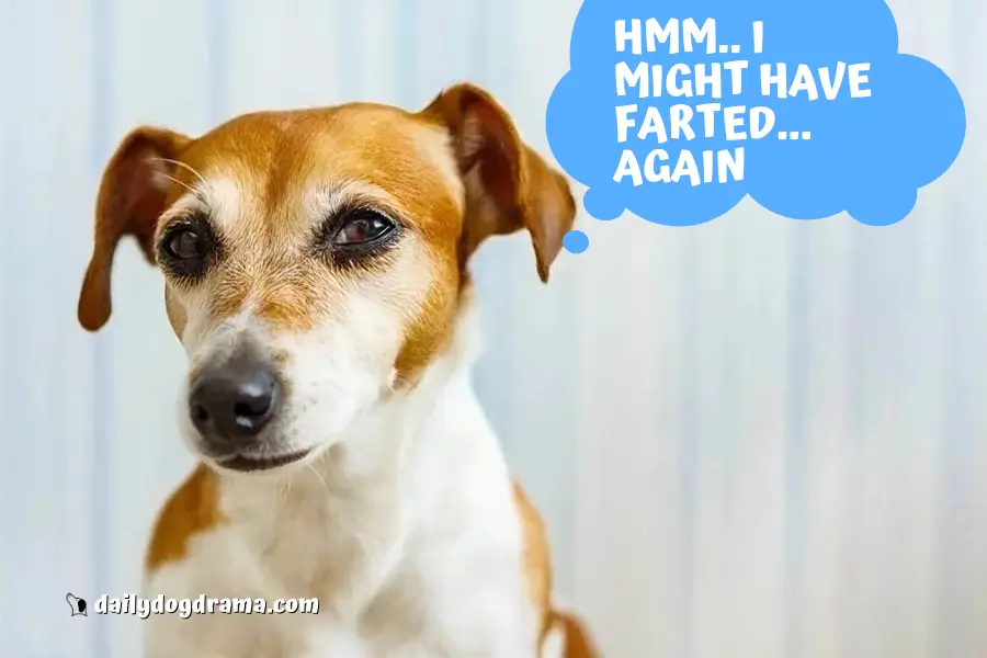 Are Pregnant Dogs More Gassy Than Normal