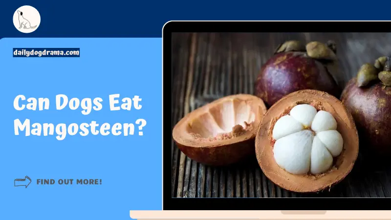 Can Dogs Eat Mangosteen featured image
