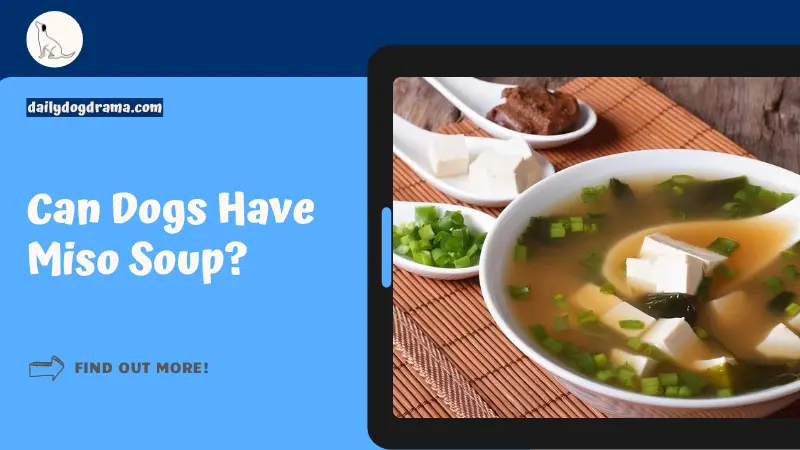 Can Dogs Have Miso Soup featured image
