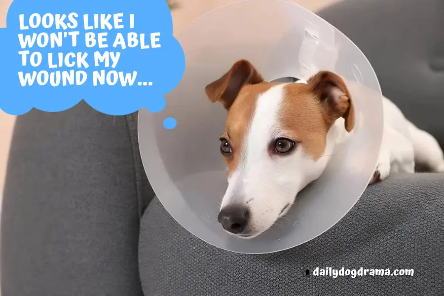 Consider using a cone or Elizabethan collar after neutering or spaying