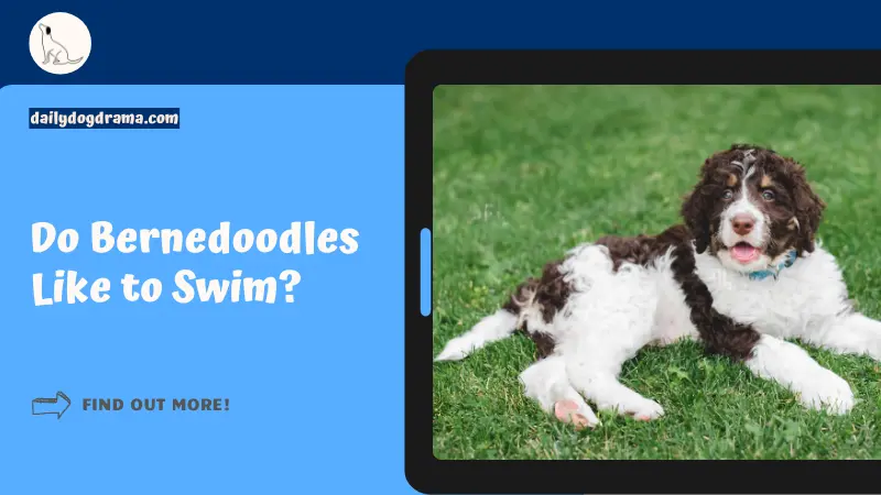 Do Bernedoodles Like to Swim featured image