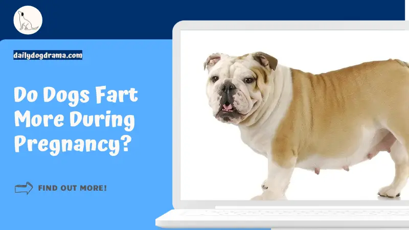 Do Dogs Fart More During Pregnancy featured image